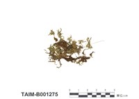 藏品(東亞孔雀苔)的圖片